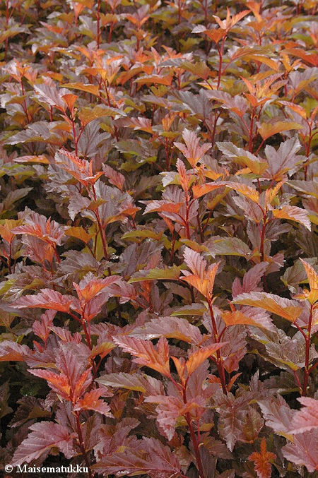 Physocarpus opulifolius 'Lady in Red', purppuraheisiangervo